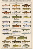 Poster, Western Game Fish Identification (Chart), Laminated