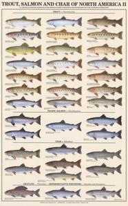 Fish Prints and Posters