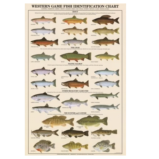 Poster, Western Game Fish Identification (Chart), Laminated