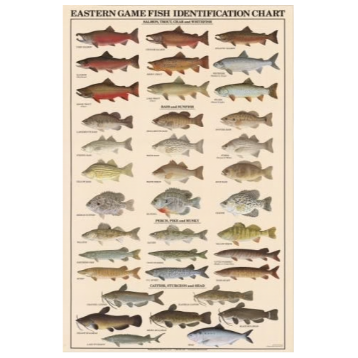 Poster, Eastern Game Fish Identification Poster (Chart), Laminated