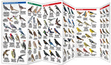 Folding Pocket Guide: British Columbia Birds, 2nd Edition