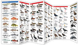 Folding Pocket Guide: British Columbia Seashore Life, 3rd Edition