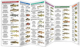 Folding Pocket Guide to Ontario Freshwater Fishes, 2nd Edition