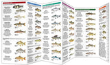 Folding Pocket Guide to Saskatchewan Freshwater Fishes, 3rd Edition