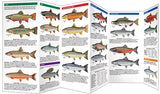 Folding Pocket Guide - Trout & Salmon of North America, 2nd Edition