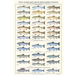 Freshwater Fish Posters (Charts), Laminated