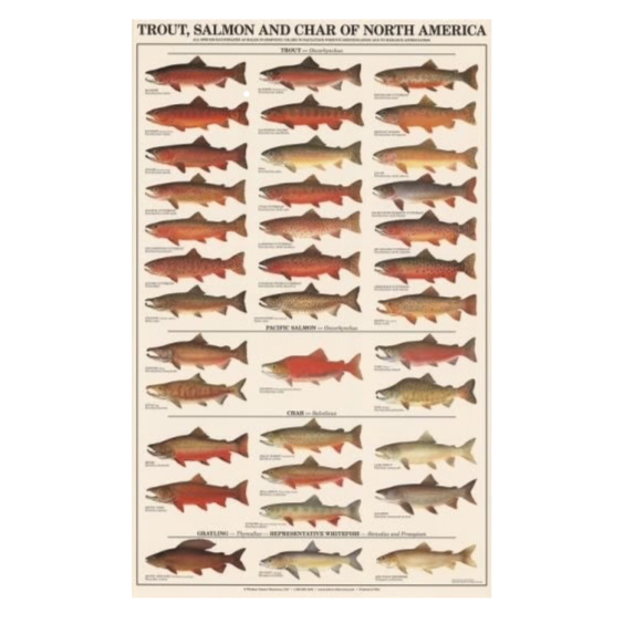 Poster - Trout, Salmon & Char of North America, Males, Laminated