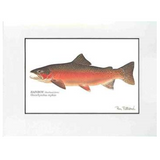 Matted Art Prints, Fish (Various Species)