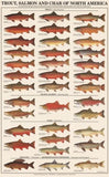Freshhwater Fish Posters (Charts), Laminated