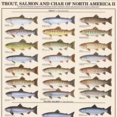 Freshhwater Fish Posters (Charts), Laminated