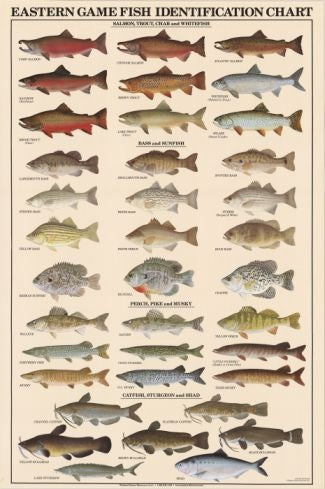 Poster, Eastern Game Fish Identification Poster (Chart), Laminated