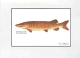 Matted Art Prints, Fish (Various Species)