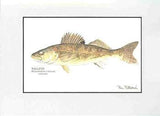 Matted Art Prints, Fish (Various Species)